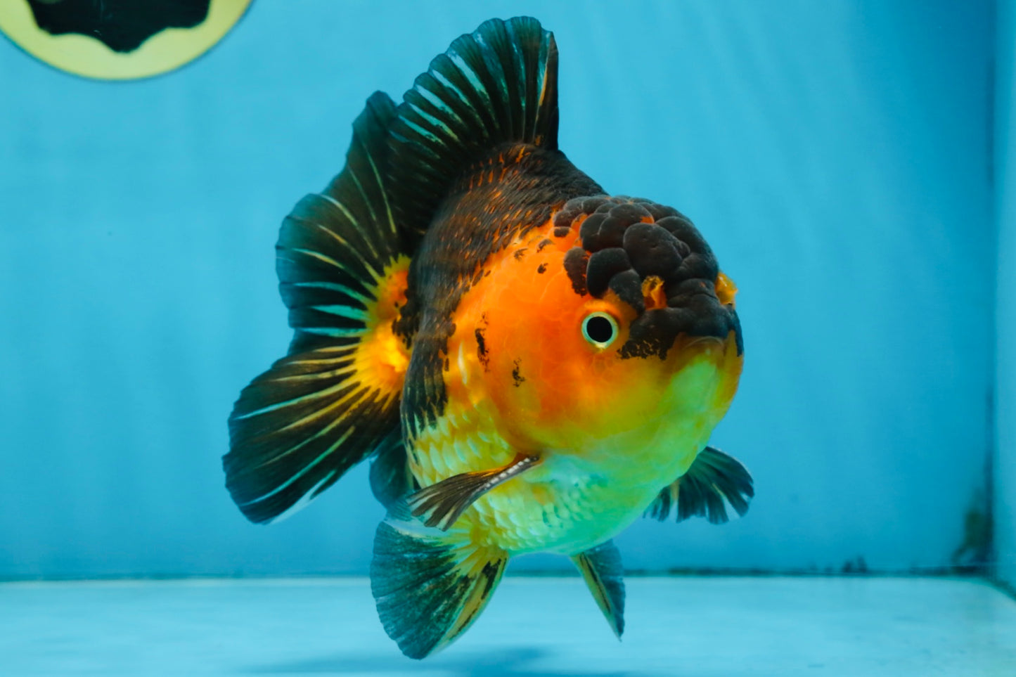 A Grade SUPER CUTE Apache Yuanbao Male 5 inches #091925YB_17