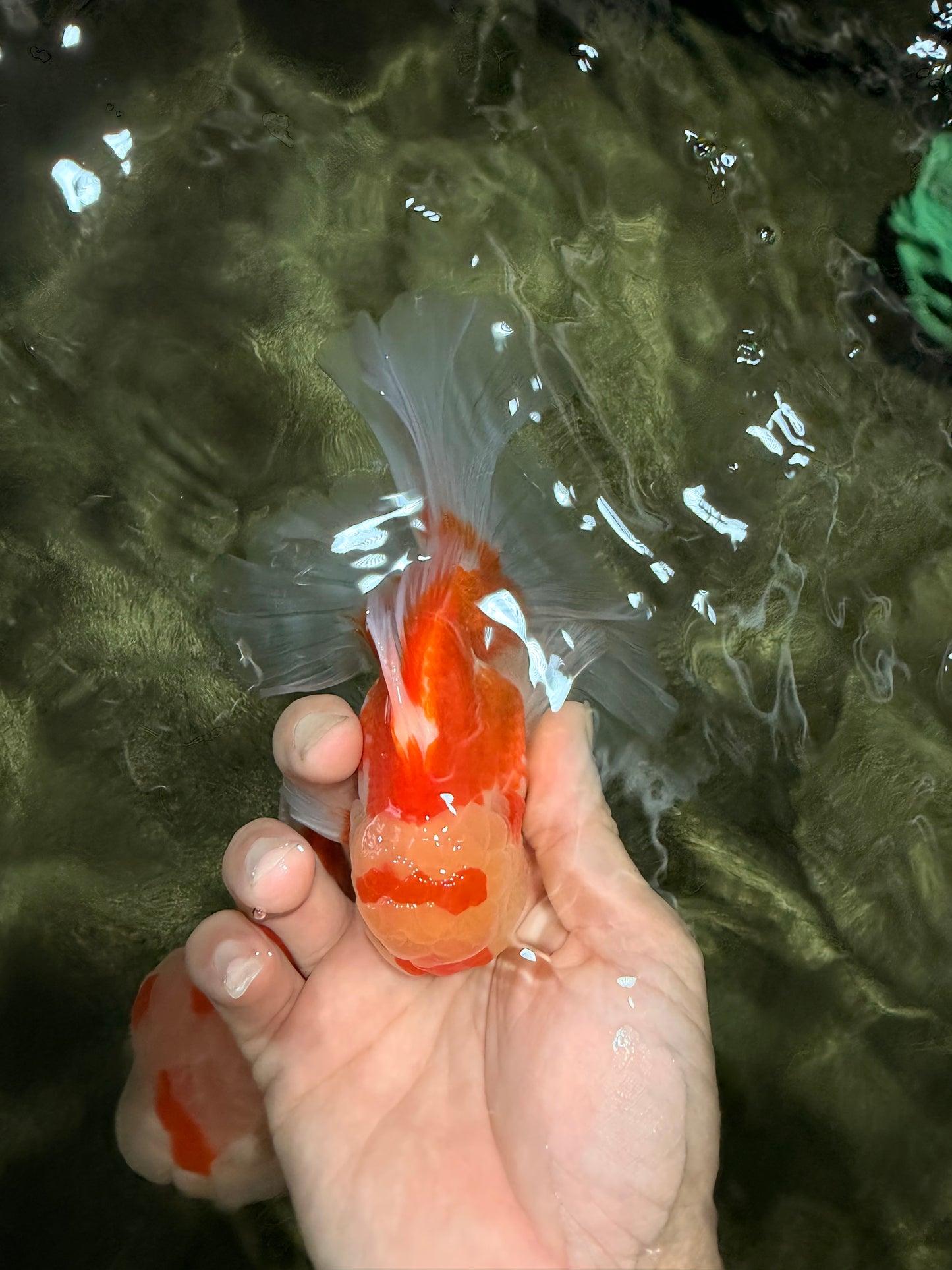 Red White Oranda Male 5.5 inches #081426OR_07