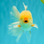 CHICKIE A Grade Red White Oranda Male 6 inches #090426OR_12