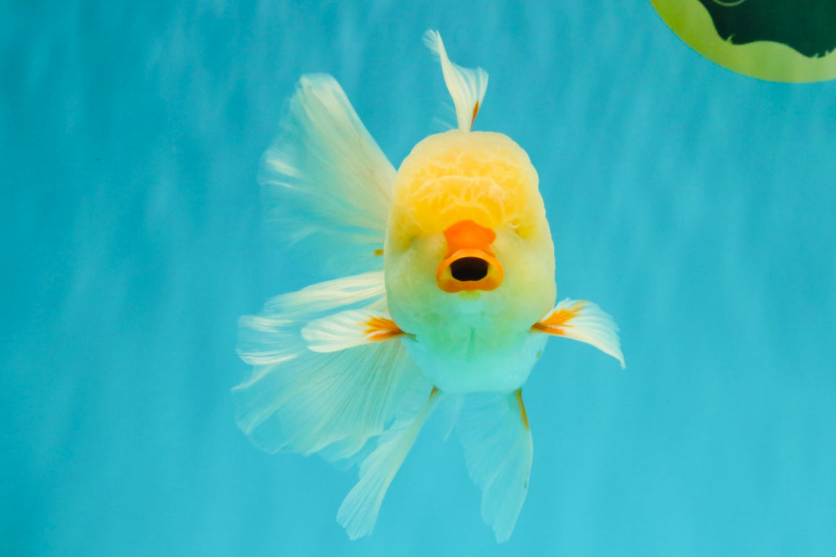 CHICKIE A Grade Red White Oranda Male 6 inches #090426OR_12