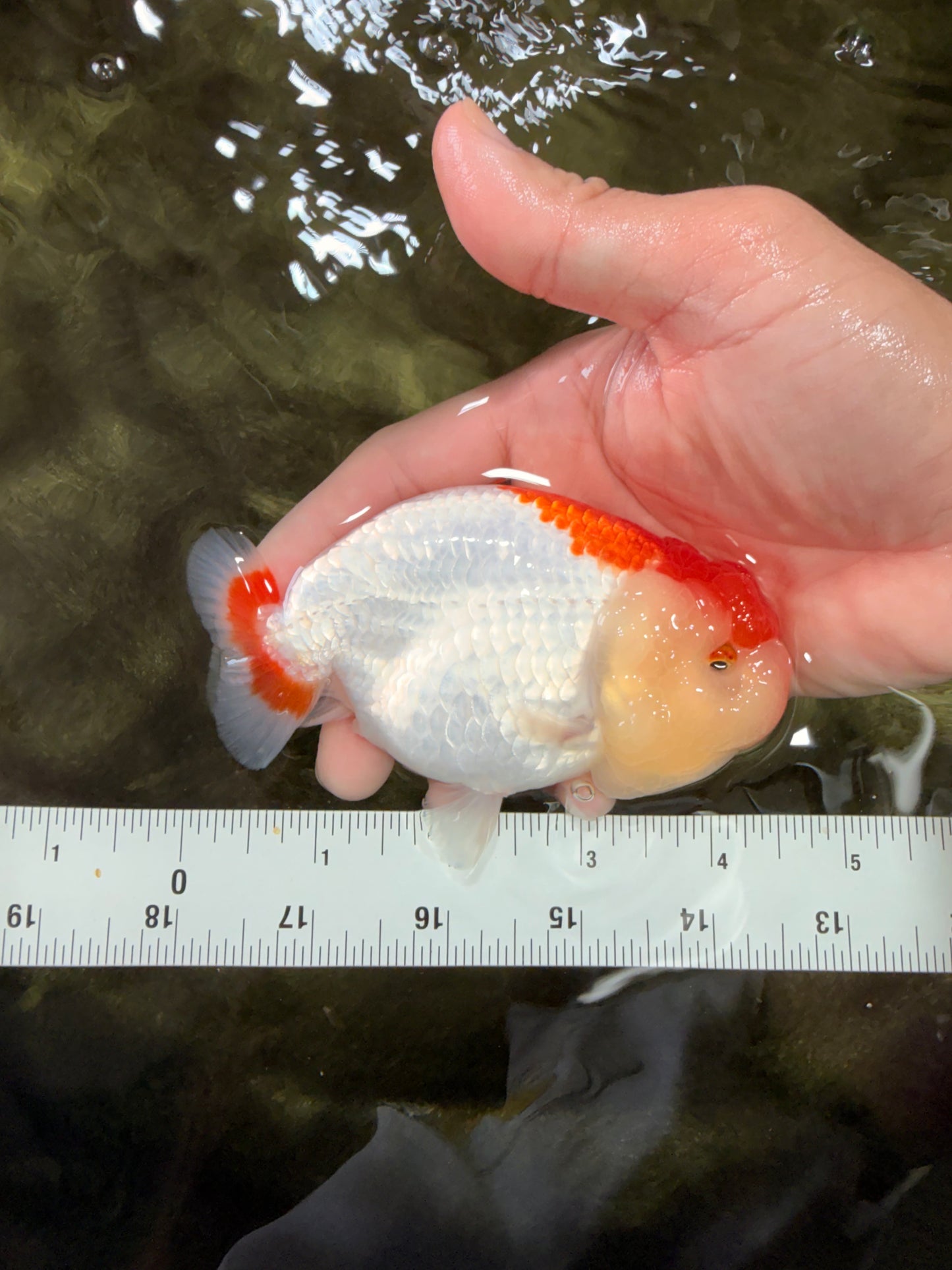 A Grade Red White LionQueen 4.5 inches #070326LC_32