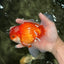 A Grade Red White Oranda Male 6 inches #081426OR_11