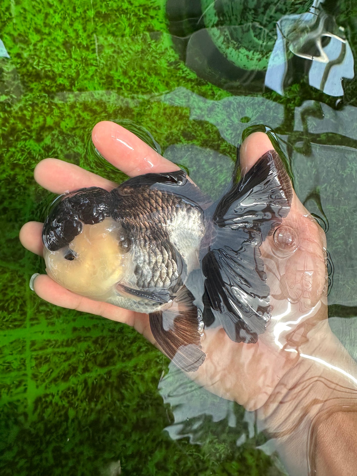 A Grade Panda Oranda Male 4.5-5 inches #1004OR_37