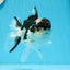 Panda Oranda mâle de qualité AAA 5 pouces #0920OR_26