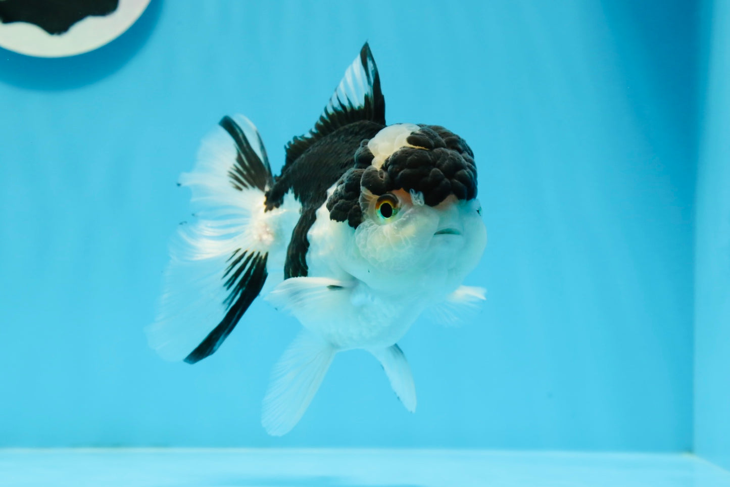 Panda Oranda de grado AAA macho 5 pulgadas #0920OR_26