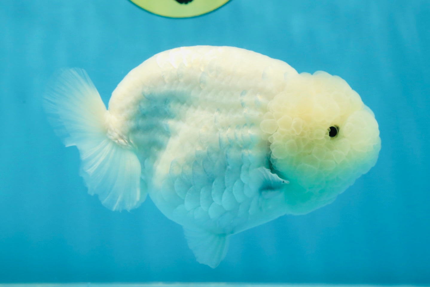 RARE A Grade Sakura Snow White LionQueen 5-5.5 inches #050225LC_13