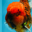 CHONKY AAA Grade Tiger Oranda Male 6.5 inches #022026OR_08