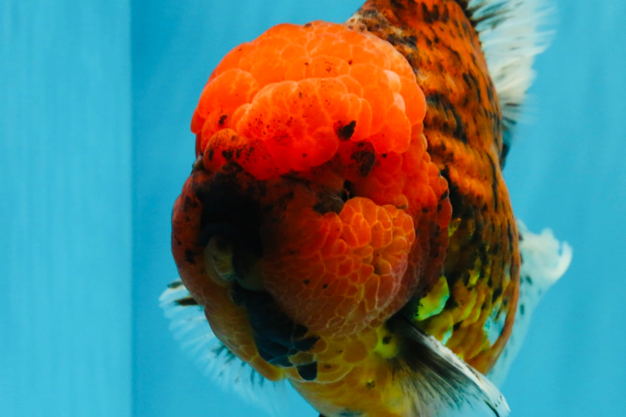 CHONKY AAA Grade Tiger Oranda Male 6.5 inches #022026OR_08
