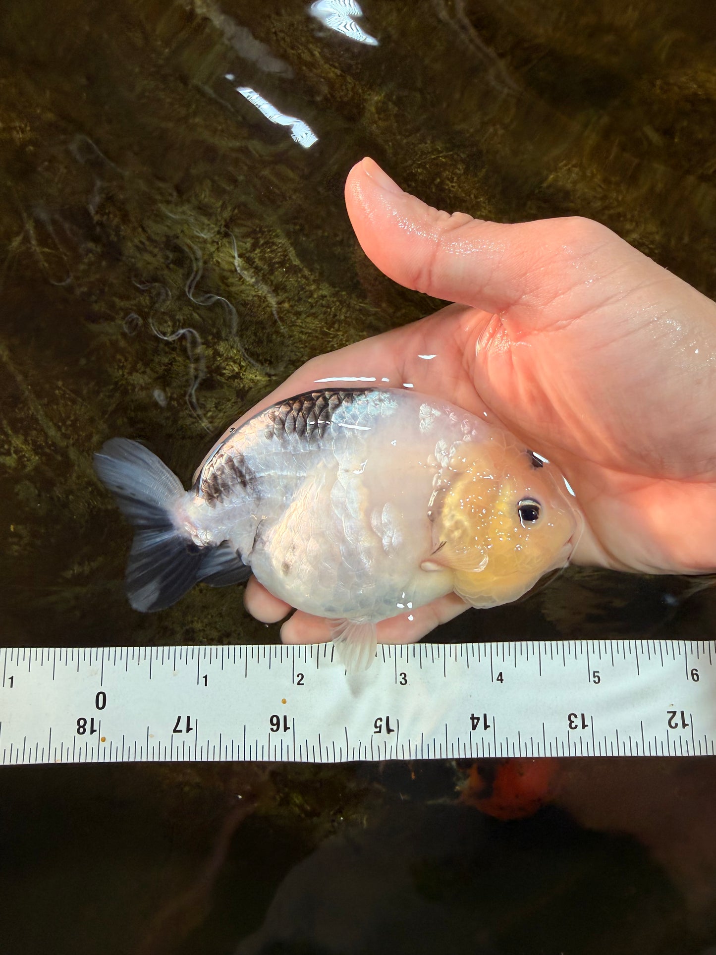 A Grade Chinese Cow Ranchu Female 4.5-5 inches #101725RC_18