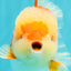 AAA Grade Red White Oranda Male 5.5-6 inches #071726OR_21