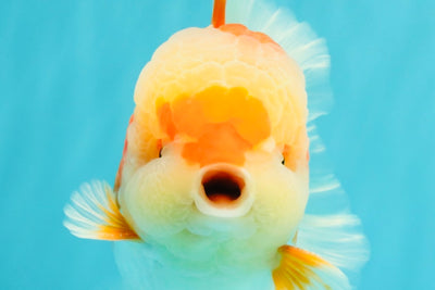AAA Grade Red White Oranda Male 5.5-6 inches #071726OR_21