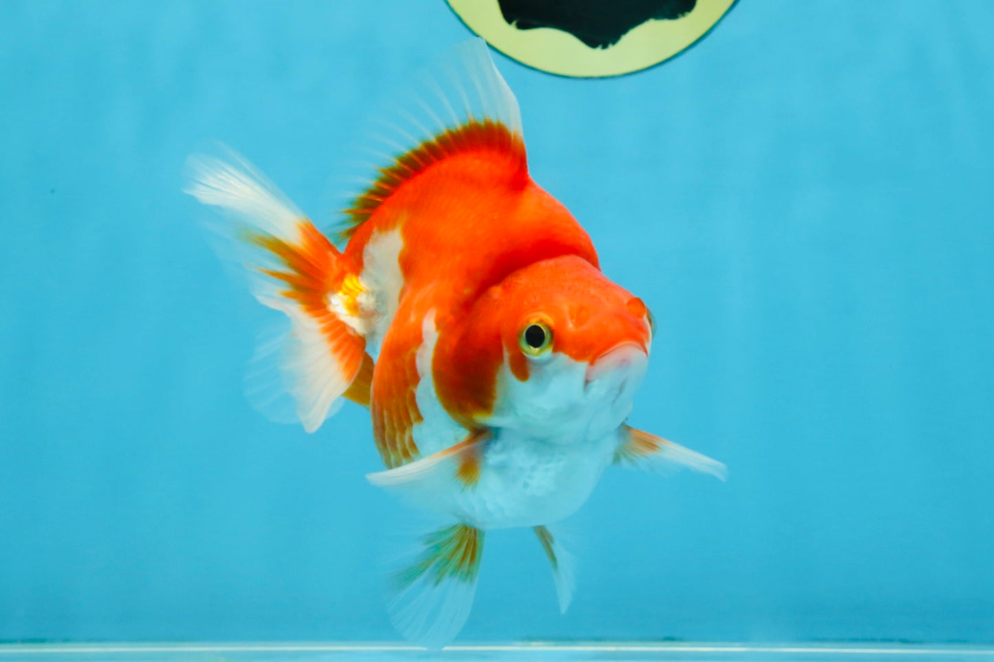 A Grade Red White Ryukin Female 4.5 inches #111425RK_10