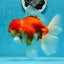 AAA Grade Cherry Sakura Oranda Male 6 inches #0927OR_02