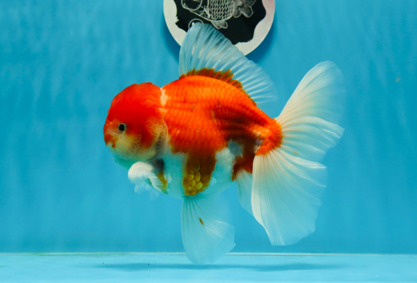 AAA Grade Cherry Sakura Oranda Male 6 inches #0927OR_02