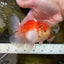 A Grade Sakura Oranda Male 4.5-5 inches #052325OR_06