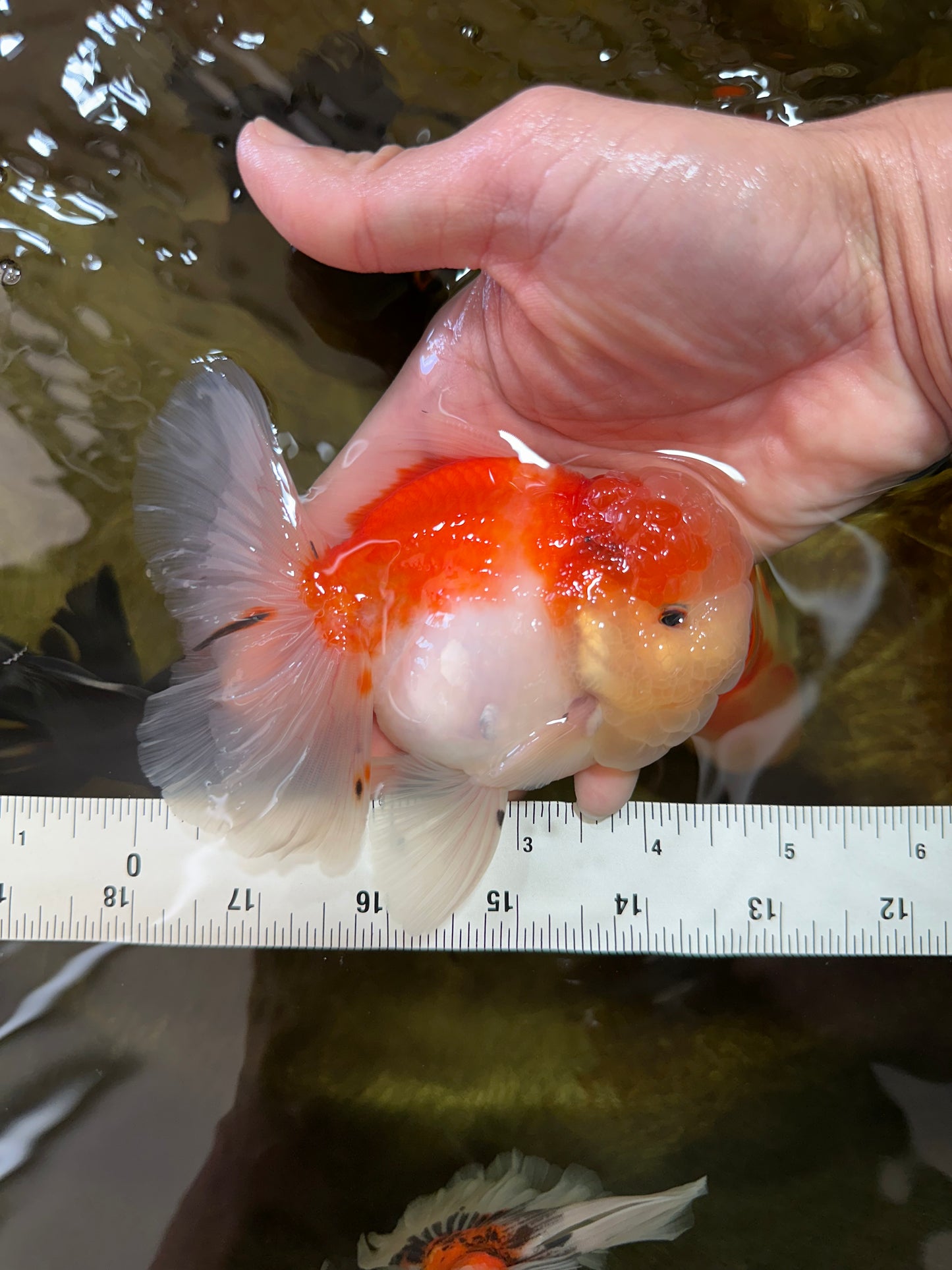 A Grade Sakura Oranda Male 4.5-5 inches #052325OR_06