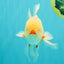 A Grade Red White Oranda Male 5.5 inches #102326OR_16