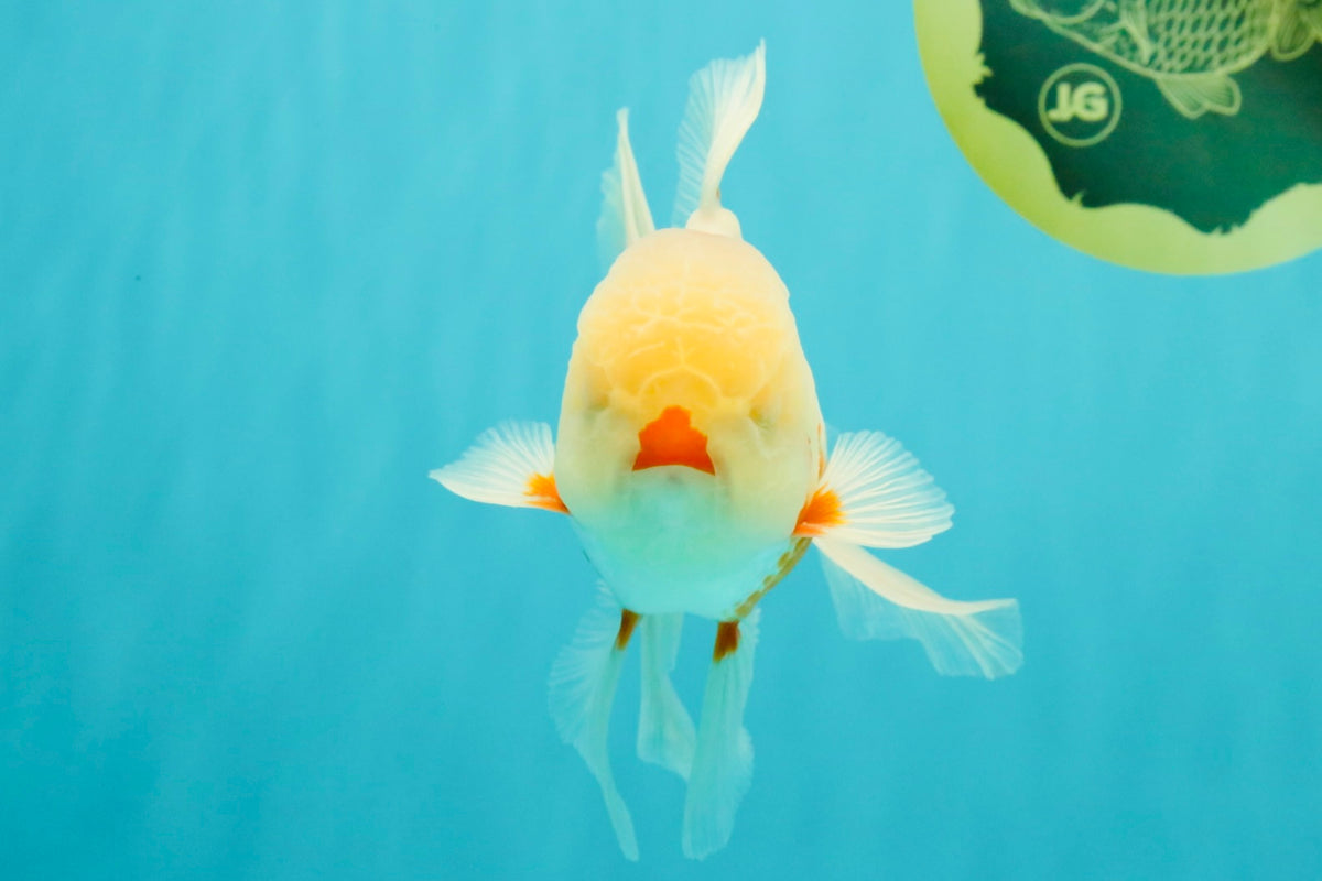 A Grade Red White Oranda Male 5.5 inches #102326OR_16