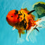 A Grade Tiger Oranda Female 7.5 inches #101626OR_16