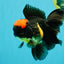 A Grade Tricolor Red Head Oranda Male 5-5.5 inches #041726OR_10