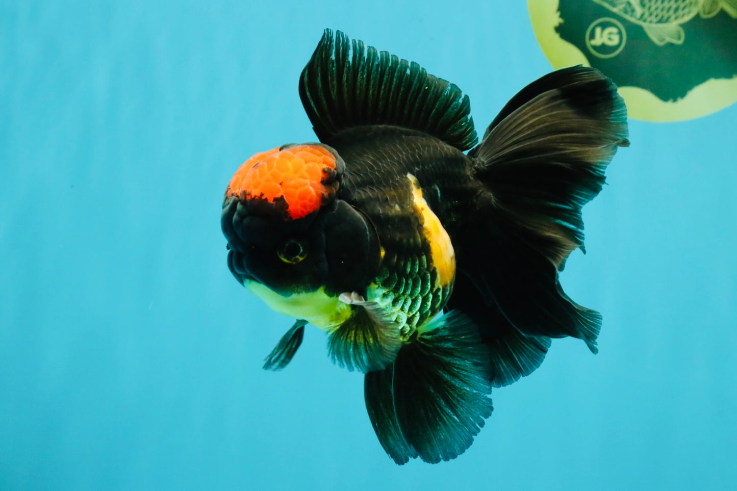 A Grade Tricolor Red Head Oranda Male 5-5.5 inches #041726OR_10