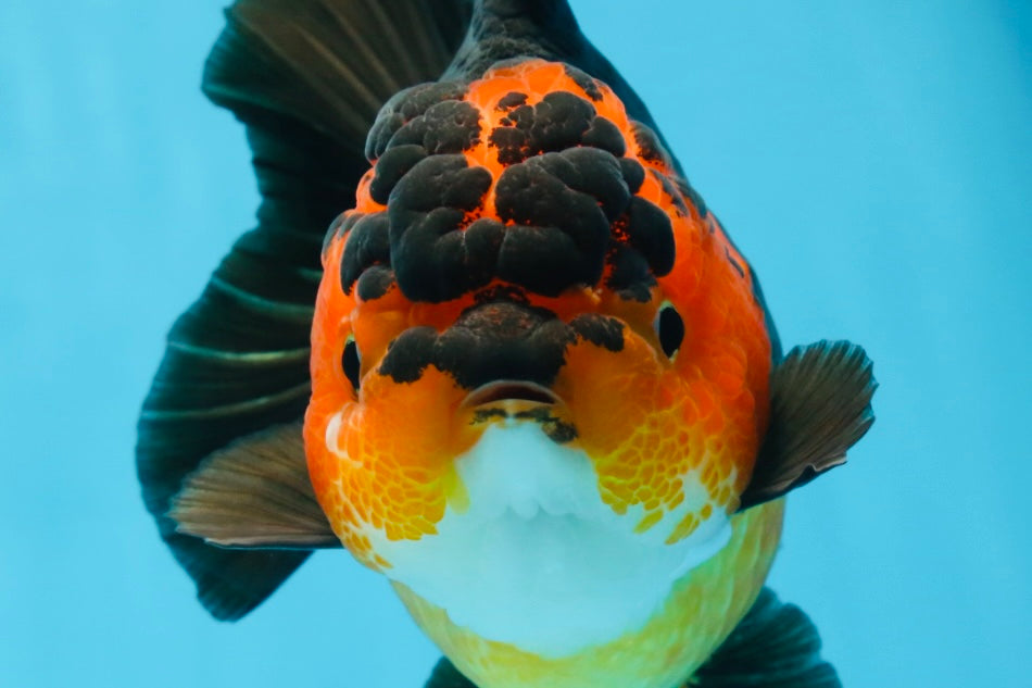 AAA Grade FIRE Apache Yuanbao Female 5-5.5 inches #091925YB_19