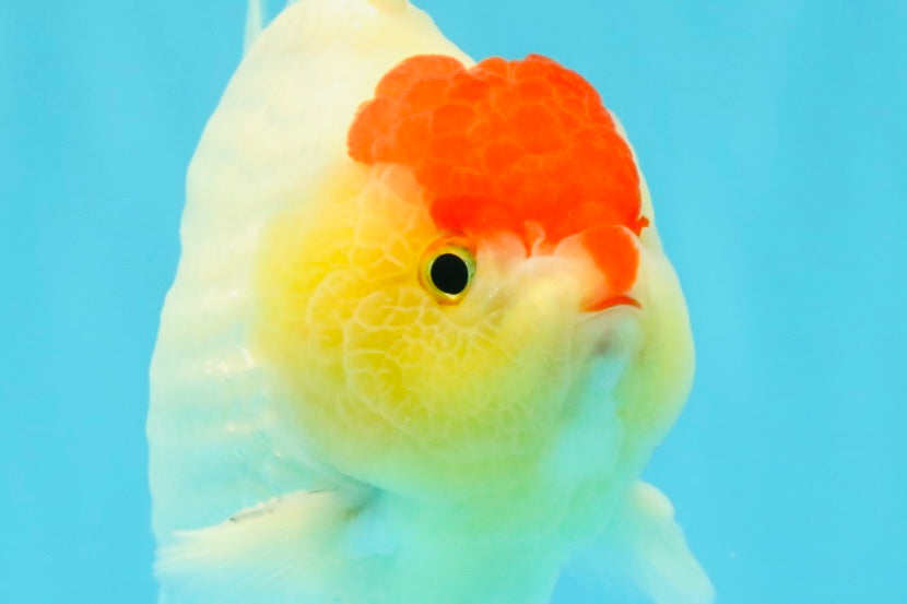 CHUBBY AAA Grade Tancho Red White Yuanbao Male 5-5.5 inches #031326YB_18