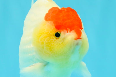 CHUBBY AAA Grade Tancho Red White Yuanbao Male 5-5.5 inches #031326YB_18