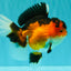 AAA Grade Apache Oranda Female 5.5-6 inches #071026OR_26