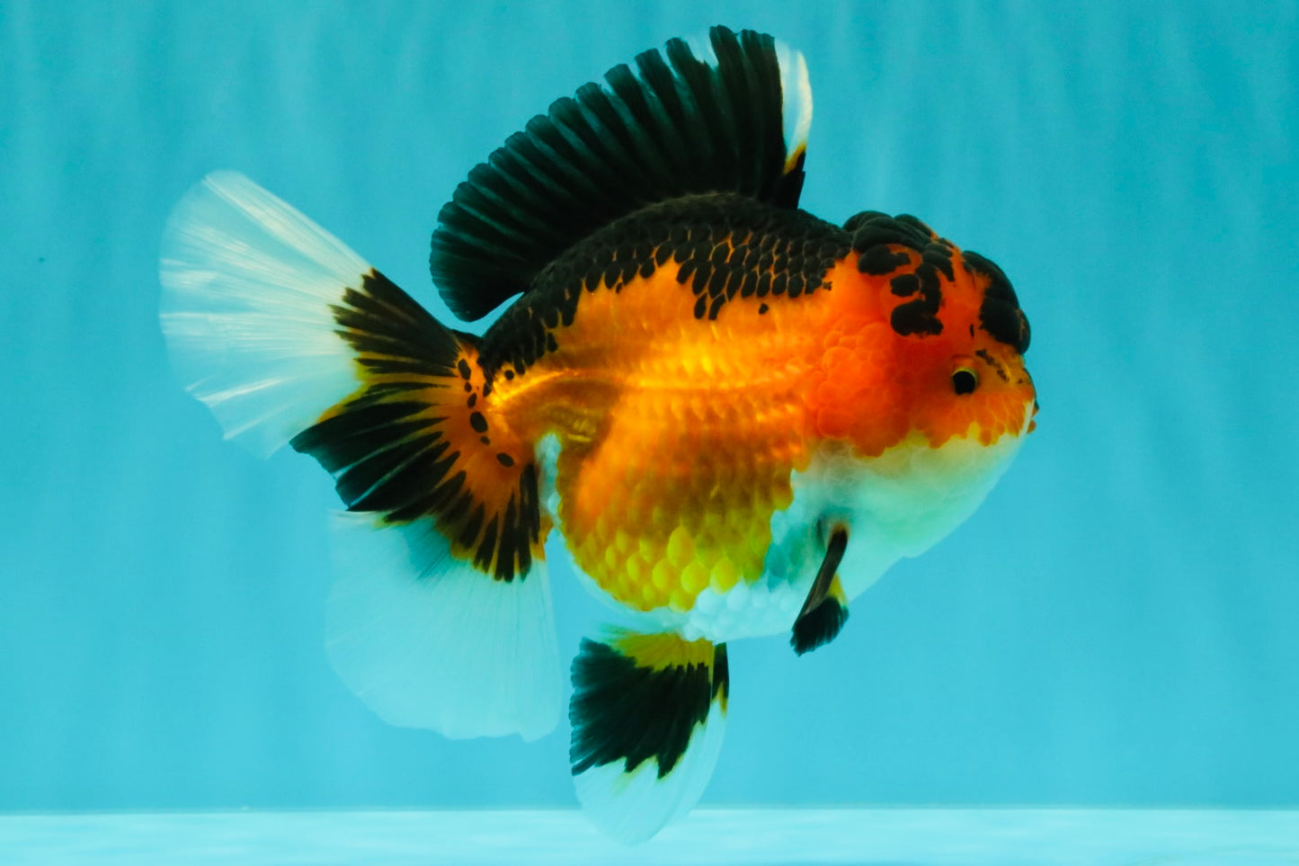 AAA Grade Apache Oranda Female 5.5-6 inches #071026OR_26