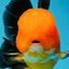 CHONKY A Grade Apache Oranda Male 5.5-6 inches #040326OR_09