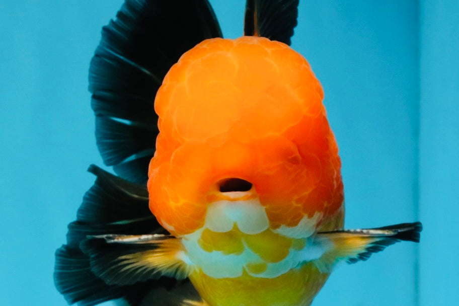 CHONKY A Grade Apache Oranda Male 5.5-6 inches #040326OR_09