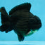 AAA Grade Godzilla Black Yuanbao Male 5-5.5 inches #103125YB_03
