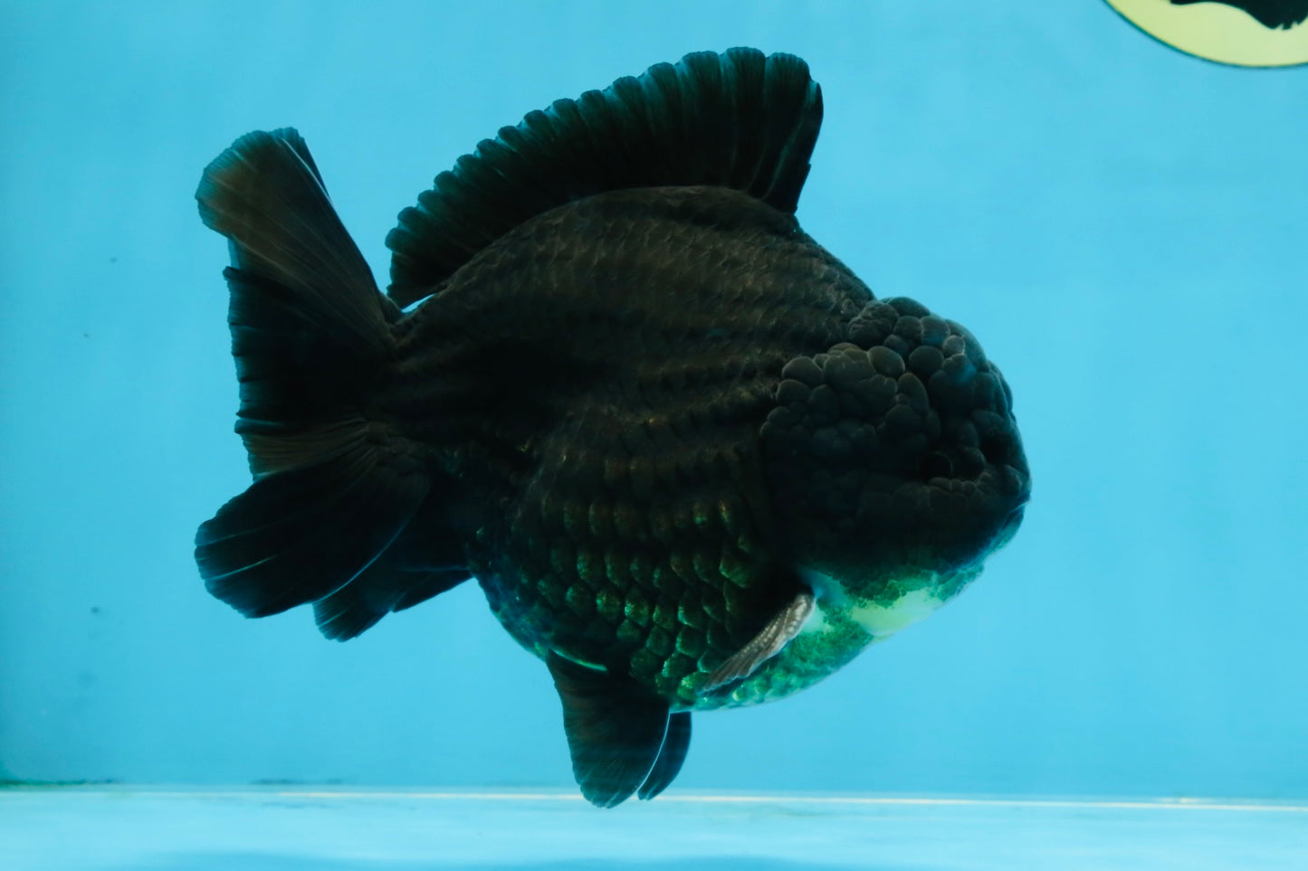 AAA Grade Godzilla Black Yuanbao Male 5-5.5 inches #103125YB_03