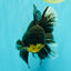 AAA Grade Long Fin Kirin Oranda Male 5.5-6 inches #062626OR_23
