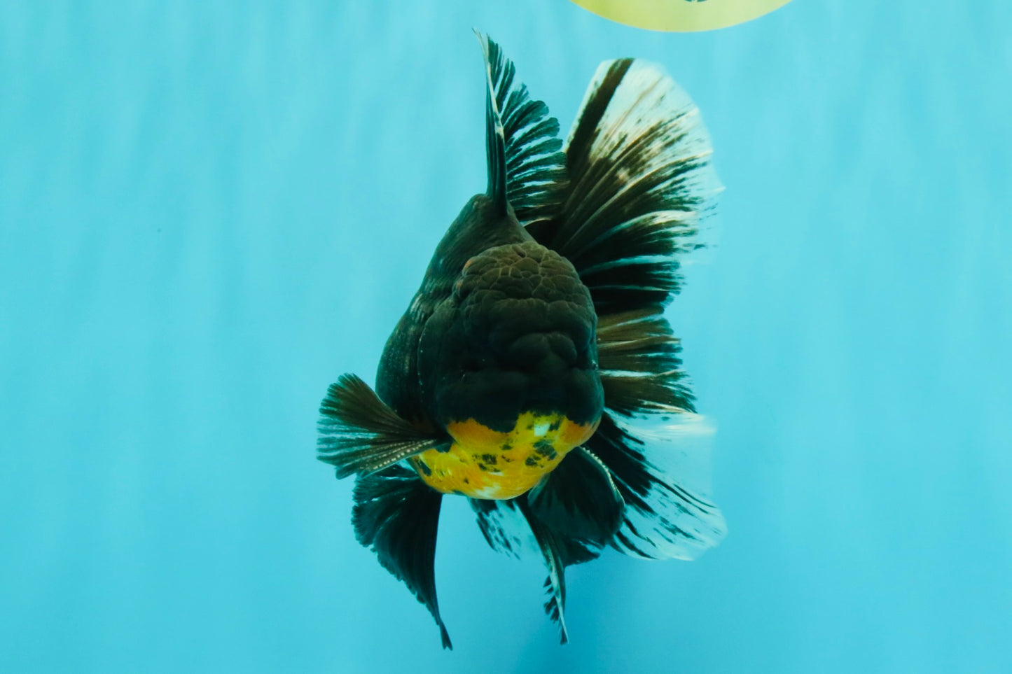 AAA Grade Long Fin Kirin Oranda Male 5.5-6 inches #062626OR_23