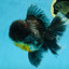 AAA Grade MIDNIGHT Kirin Oranda Male 5.5-6 inches #082925OR_15