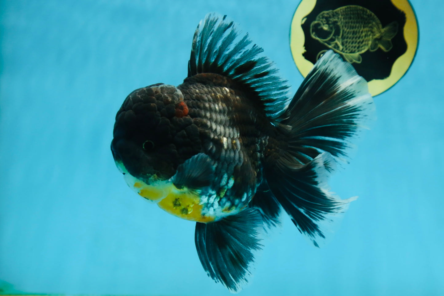 AAA Grade MIDNIGHT Kirin Oranda Male 5.5-6 inches #082925OR_15
