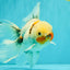 Marble Oranda Male 6.5 inches #091826OR_02