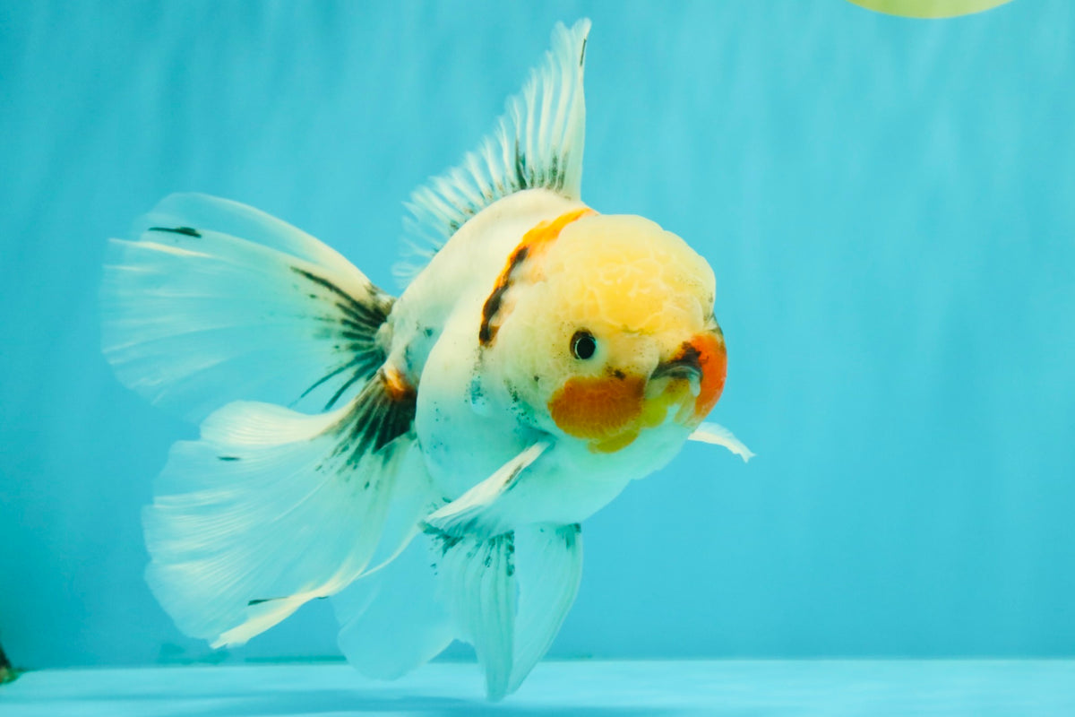 Marble Oranda Male 6.5 inches #091826OR_02