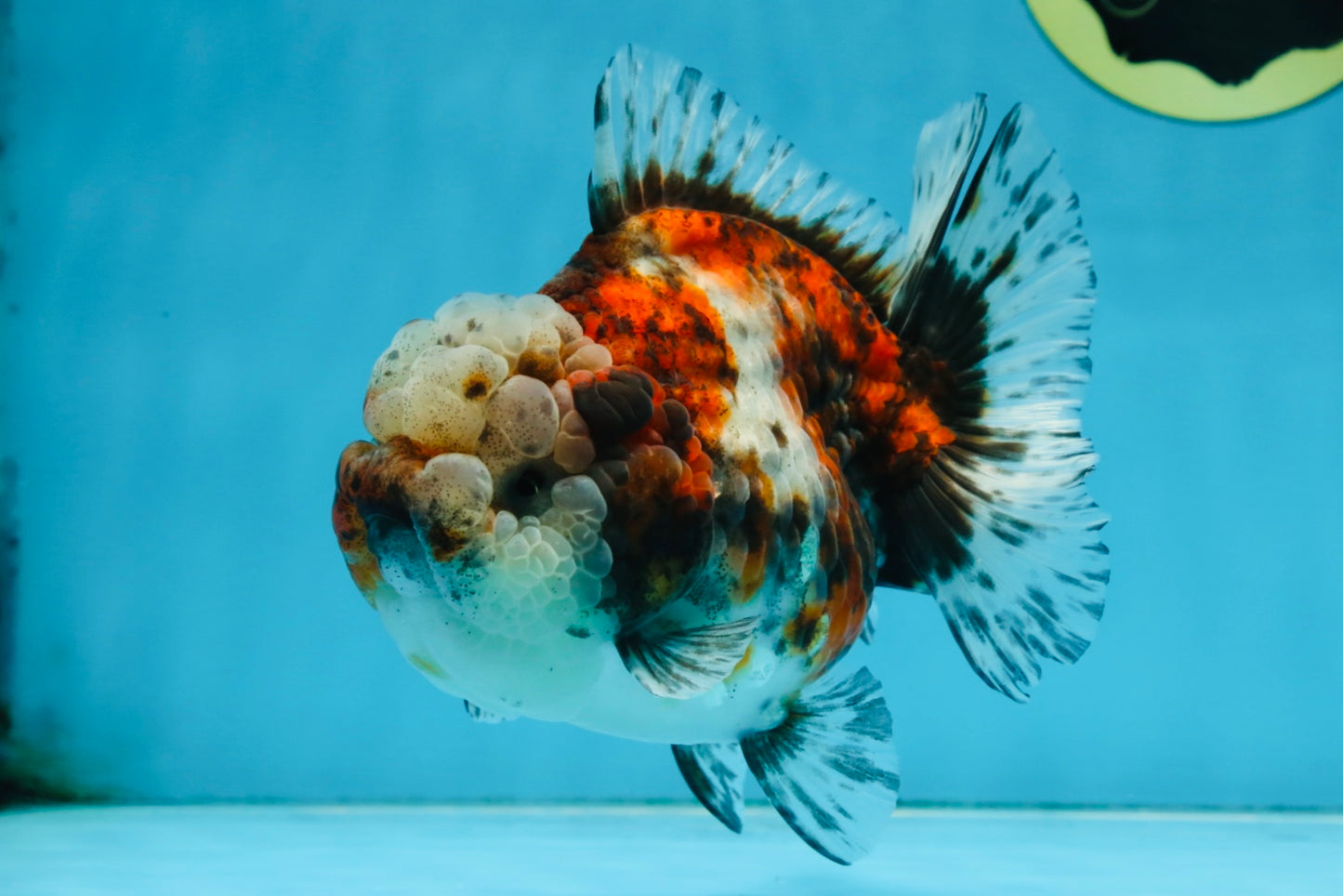 A Grade CHUBBY Calico Yuanbao Female 5-5.5 inches #091925YB_20