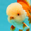 FLUFFY WEN AAA Grade Jade Head Red White Oranda Male 7.5 inches #071726OR_02