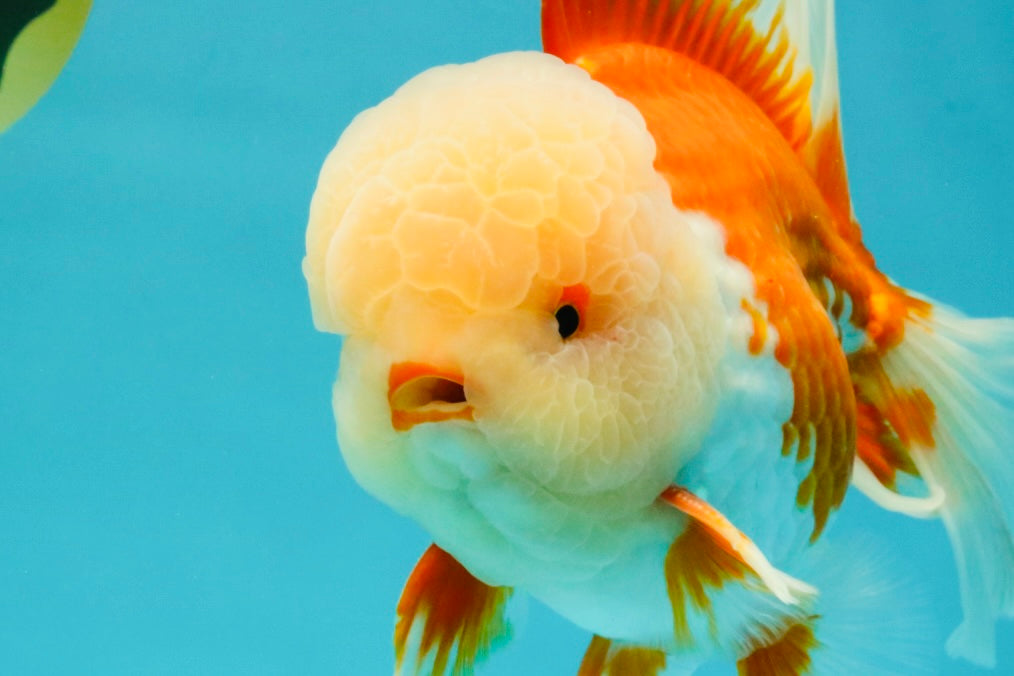 FLUFFY WEN AAA Grade Jade Head Red White Oranda Male 7.5 inches #071726OR_02