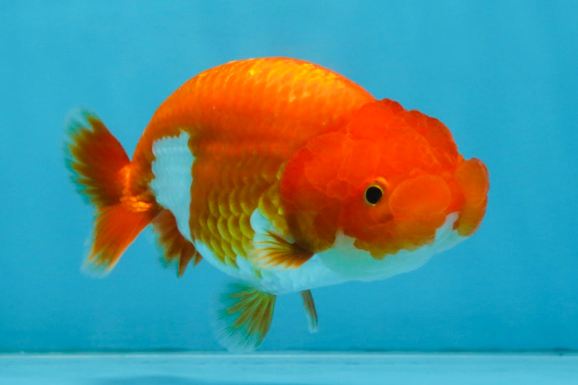 A Grade Red White LionQueen 4 inches #112825LC_07