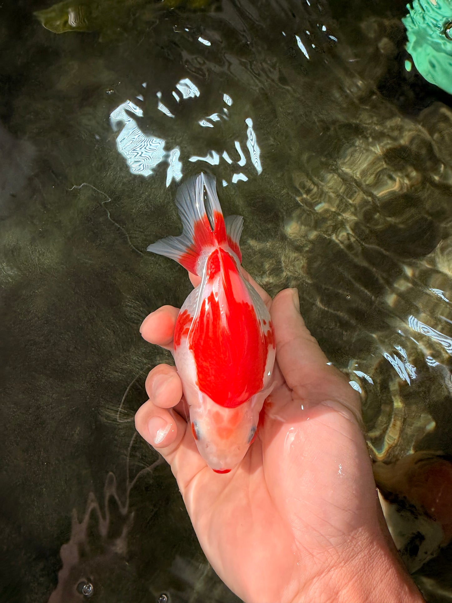 AAA Grade Red White Ryukin Female 4.5 inches #031326RK_31