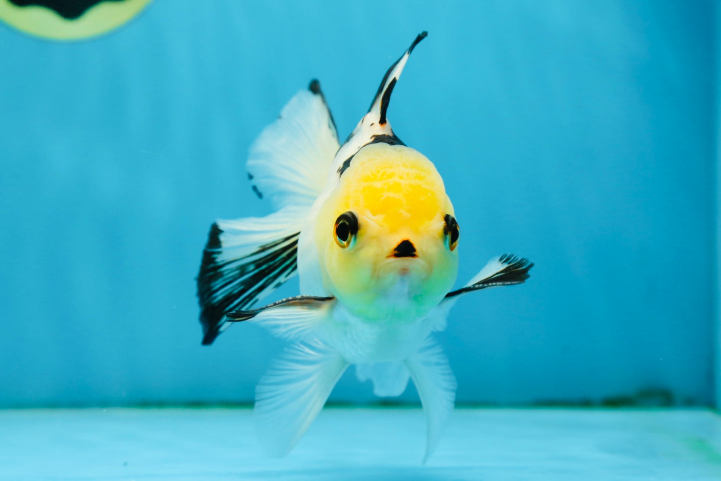 Adorable Lemonhead Button Eyes Oranda Male 4.5 inches #011725OR_01