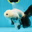 AAA Grade RARE Fluffy Fins Butterfly Tail Panda Male 5 inches #010325OR_01