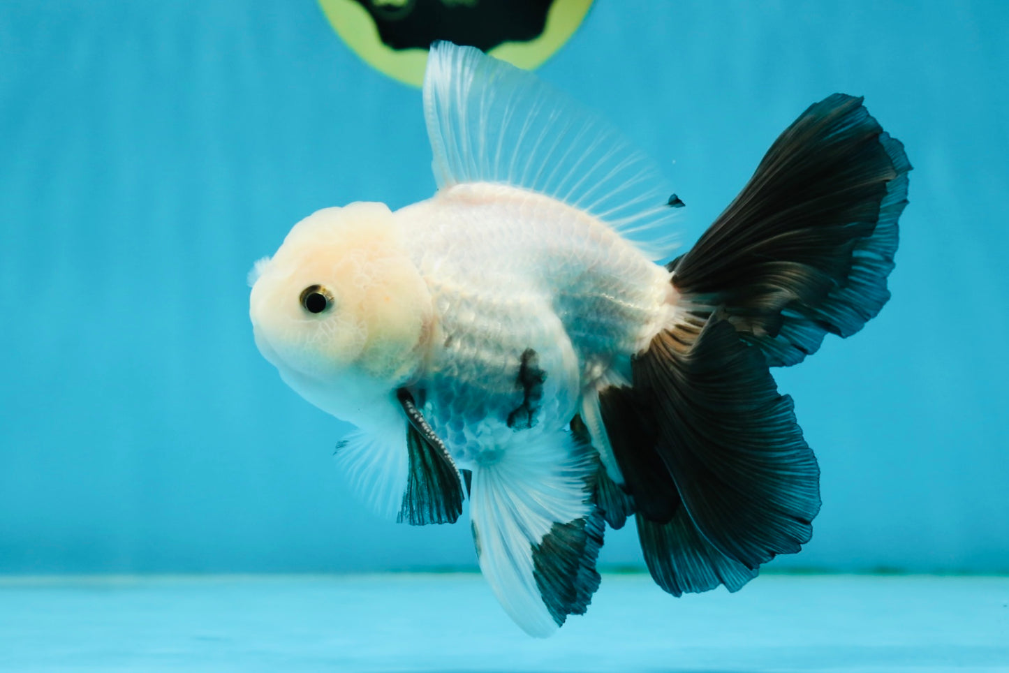 AAA Grade RARE Fluffy Fins Butterfly Tail Panda Male 5 inches #010325OR_01