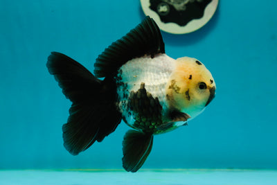 AAA Grade Angry Panda Oranda Male 5 inches #112224OR_13