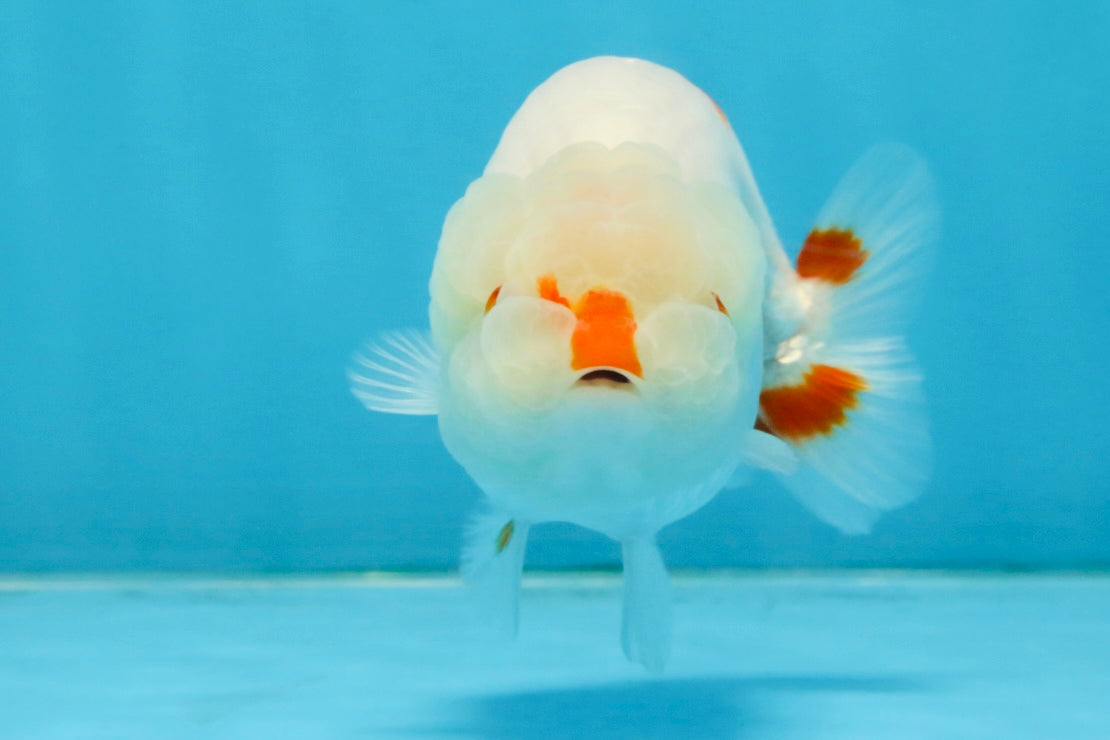 A Grade Red White LionQueen 4 inches #112125LC_09